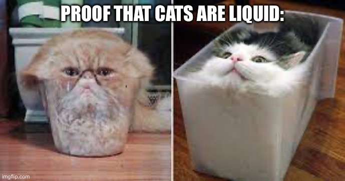 PROOF THAT CATS ARE LIQUID: | image tagged in cats,liquid cats,funny,memes | made w/ Imgflip meme maker