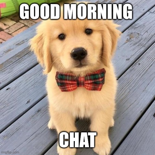 hello | GOOD MORNING; CHAT | image tagged in hello | made w/ Imgflip meme maker