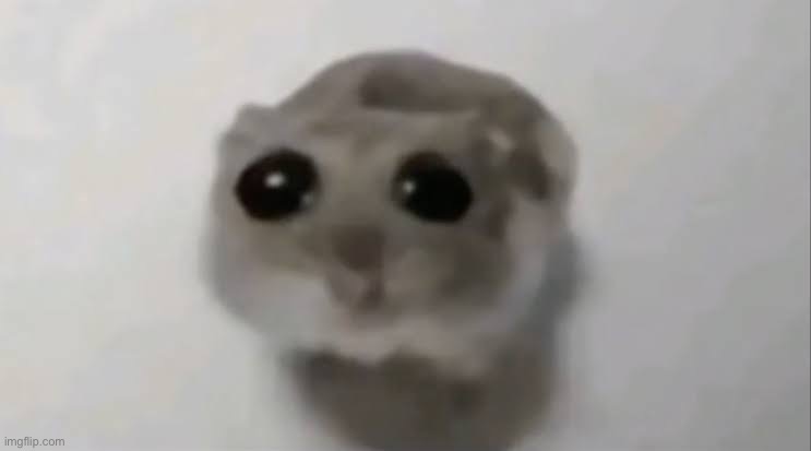 Omg so cute | image tagged in sad hamster | made w/ Imgflip meme maker