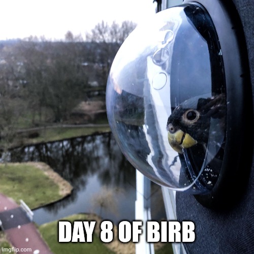 He's on his first space mission | DAY 8 OF BIRB | image tagged in space birb | made w/ Imgflip meme maker