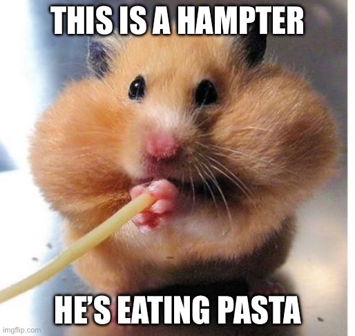Nom nom nom | THIS IS A HAMPTER; HE’S EATING PASTA | image tagged in hampter,memes | made w/ Imgflip meme maker