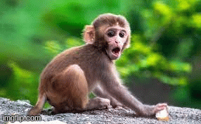 it is monkey time | image tagged in gifs,monkey puppet | made w/ Imgflip images-to-gif maker