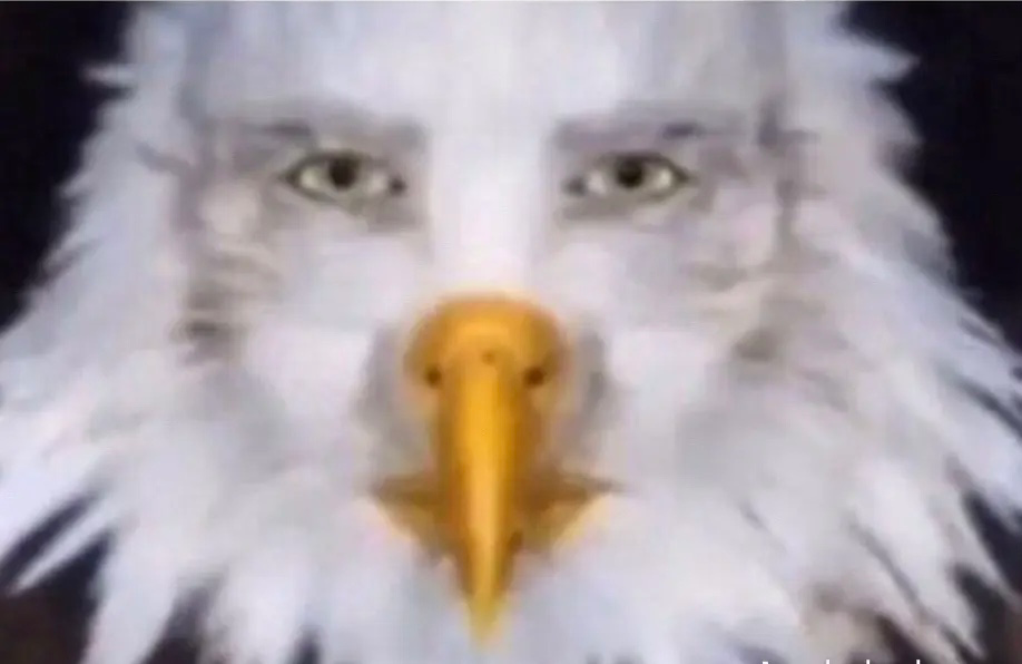 High Quality eagle straight face Blank Meme Template