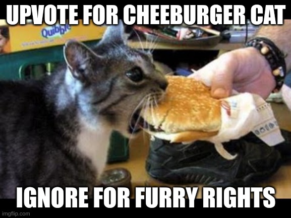burger cat | UPVOTE FOR CHEEBURGER CAT; IGNORE FOR FURRY RIGHTS | image tagged in burger cat | made w/ Imgflip meme maker