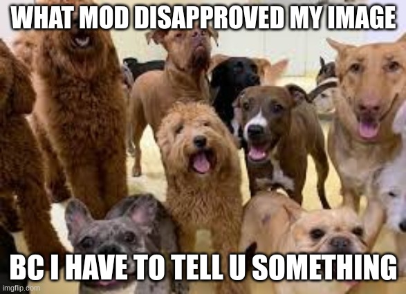 tell me who | WHAT MOD DISAPPROVED MY IMAGE; BC I HAVE TO TELL U SOMETHING | image tagged in dog army | made w/ Imgflip meme maker