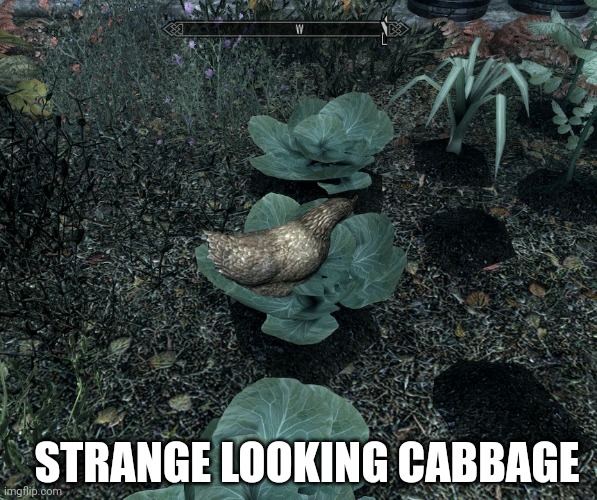 Skyrim switch exists? | STRANGE LOOKING CABBAGE | image tagged in skyrim,joke,cabbage | made w/ Imgflip meme maker