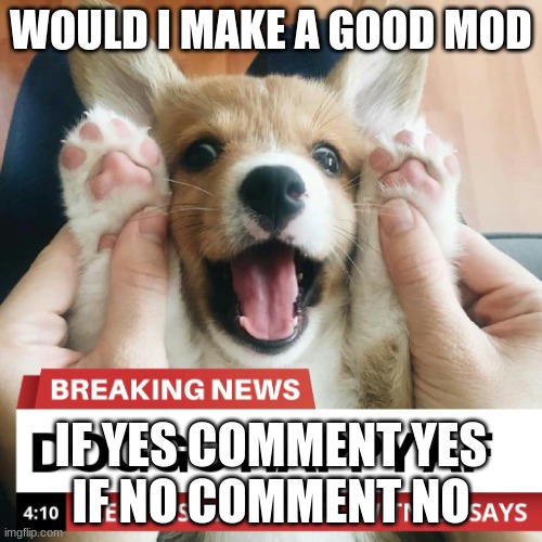 doggo | WOULD I MAKE A GOOD MOD; IF YES COMMENT YES
IF NO COMMENT NO | image tagged in doggo | made w/ Imgflip meme maker