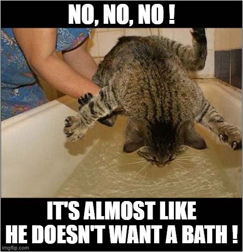 The Horror, The Horror ! | NO, NO, NO ! IT'S ALMOST LIKE HE DOESN'T WANT A BATH ! | image tagged in cats,bath time | made w/ Imgflip meme maker