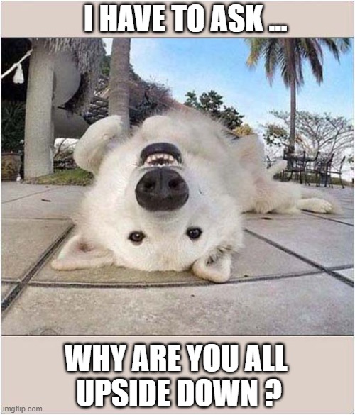 A Different Perspective ! | I HAVE TO ASK ... WHY ARE YOU ALL 
UPSIDE DOWN ? | image tagged in dogs,views,upside down | made w/ Imgflip meme maker
