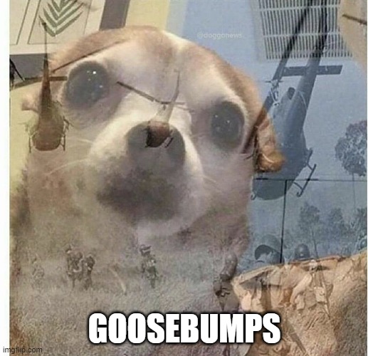 PTSD Chihuahua | GOOSEBUMPS | image tagged in ptsd chihuahua | made w/ Imgflip meme maker