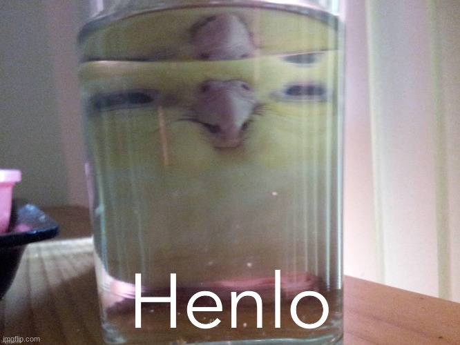 Henlo birb | image tagged in henlo birb | made w/ Imgflip meme maker