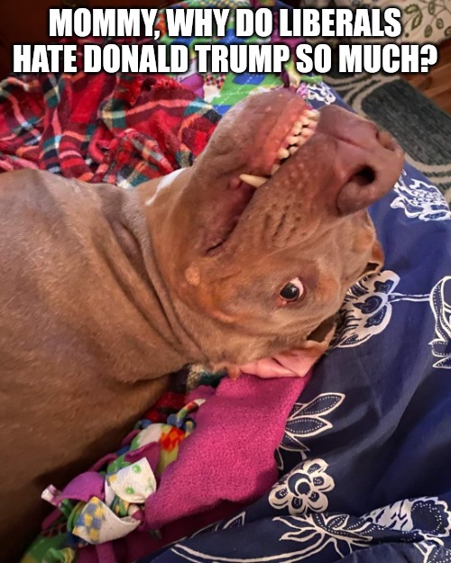 Johnny Hollywood | MOMMY, WHY DO LIBERALS HATE DONALD TRUMP SO MUCH? | image tagged in johnny hollywood,triggered liberal,liberal logic,true story | made w/ Imgflip meme maker