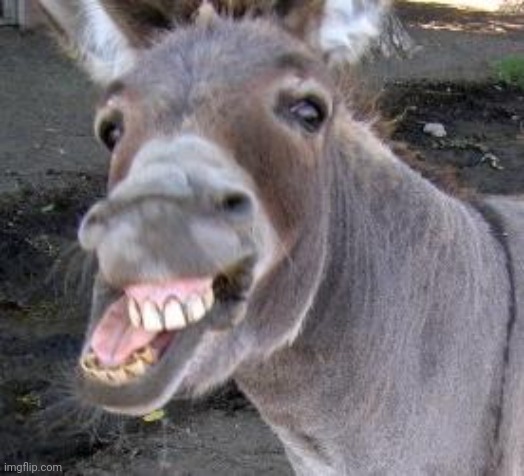 Donkey | image tagged in donkey | made w/ Imgflip meme maker