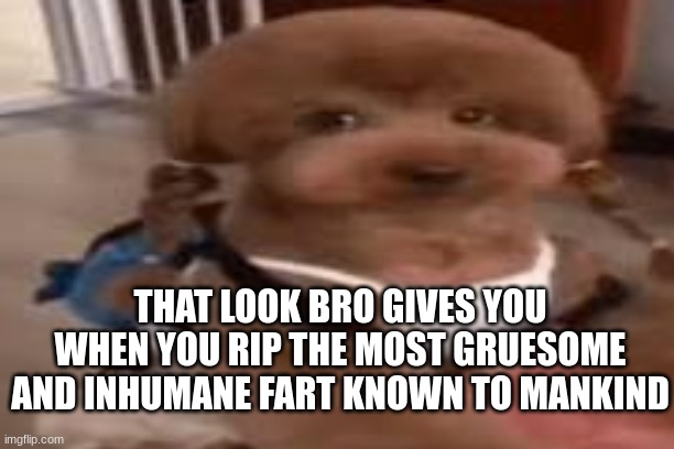 Lil Homie | THAT LOOK BRO GIVES YOU WHEN YOU RIP THE MOST GRUESOME AND INHUMANE FART KNOWN TO MANKIND | image tagged in dog,fart joke | made w/ Imgflip meme maker