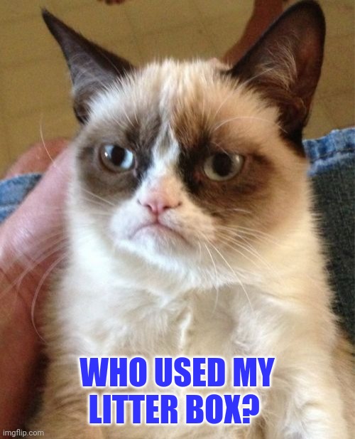 Who used my litter box? | WHO USED MY LITTER BOX? | image tagged in memes,grumpy cat,funny memes | made w/ Imgflip meme maker