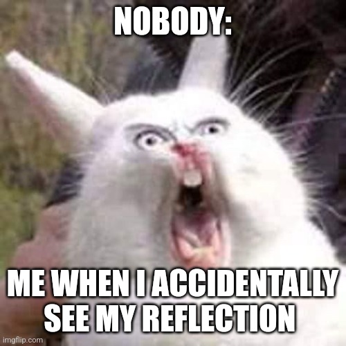 I just saw my reflection | NOBODY:; ME WHEN I ACCIDENTALLY SEE MY REFLECTION | image tagged in shocked bunny,jpfan102504,relatable | made w/ Imgflip meme maker