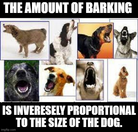 THE AMOUNT OF BARKING; IS INVERESELY PROPORTIONAL TO THE SIZE OF THE DOG. | image tagged in barking dogs | made w/ Imgflip meme maker