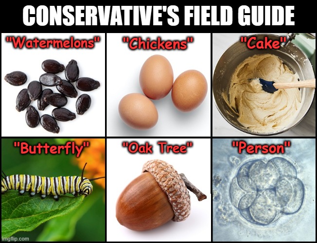 Conservatives don't have enough common sense to know better than to count their chickens before they hatch. | CONSERVATIVE'S FIELD GUIDE; "Cake"; "Watermelons"; "Chickens"; "Person"; "Butterfly"; "Oak Tree" | image tagged in conservative logic,common sense,pro life,ignorance,stupidity,abortion | made w/ Imgflip meme maker