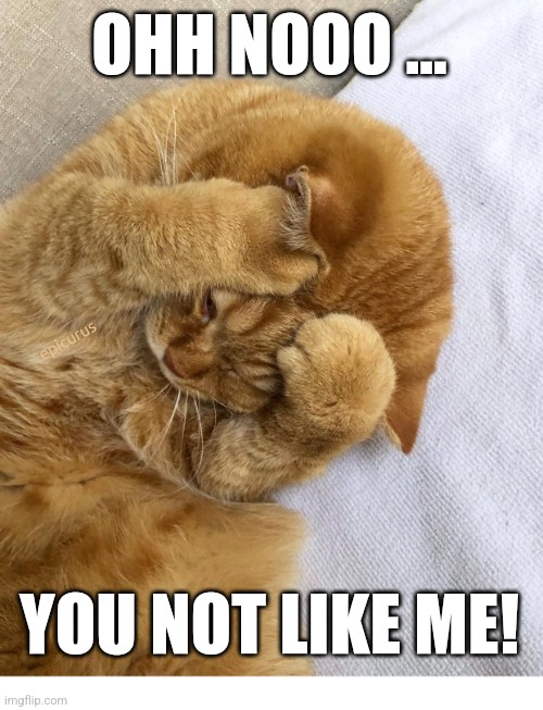 You no like me | OHH NOOO ... epicurus; YOU NOT LIKE ME! | image tagged in funny,scared cat,sad cat | made w/ Imgflip meme maker