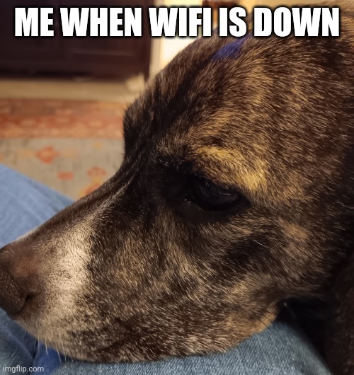 Dog sad | ME WHEN WIFI IS DOWN | image tagged in sad leo | made w/ Imgflip meme maker