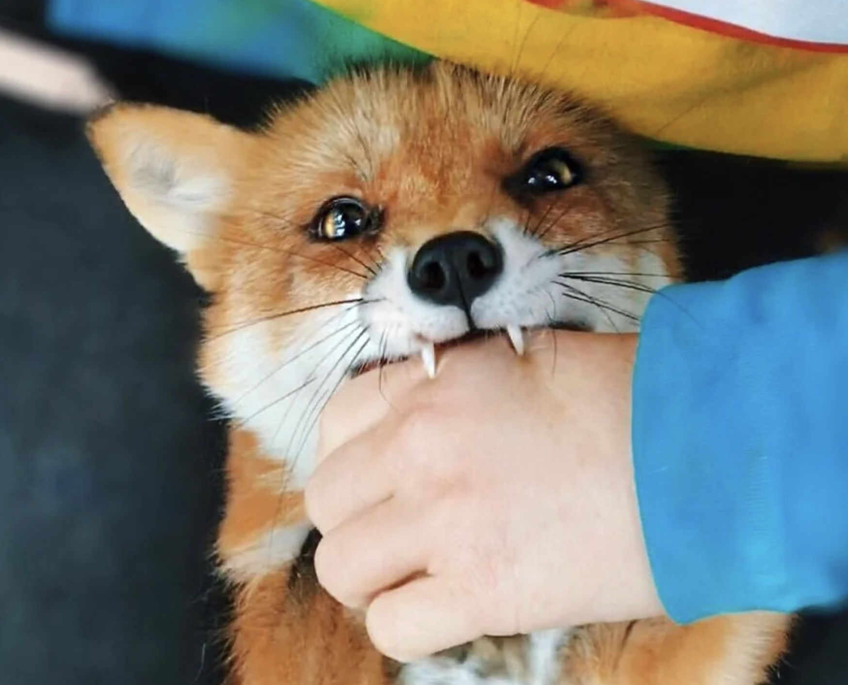 Fox biting Blank Meme Template