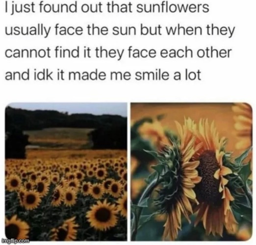 image tagged in sunflower | made w/ Imgflip meme maker