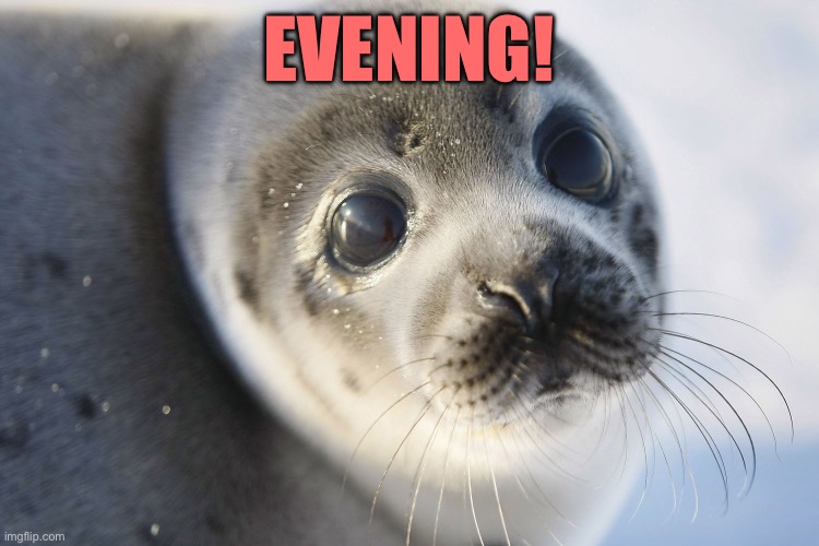 Seal | EVENING! | image tagged in seal | made w/ Imgflip meme maker