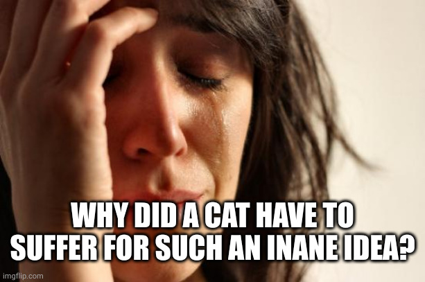 First World Problems Meme | WHY DID A CAT HAVE TO SUFFER FOR SUCH AN INANE IDEA? | image tagged in memes,first world problems | made w/ Imgflip meme maker