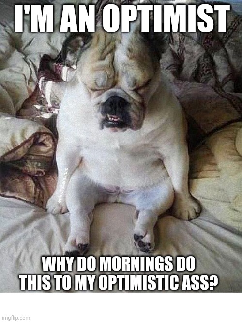 I'M AN OPTIMIST; epicurusaquinas; WHY DO MORNINGS DO THIS TO MY OPTIMISTIC ASS? | image tagged in morning,dog,optimism | made w/ Imgflip meme maker