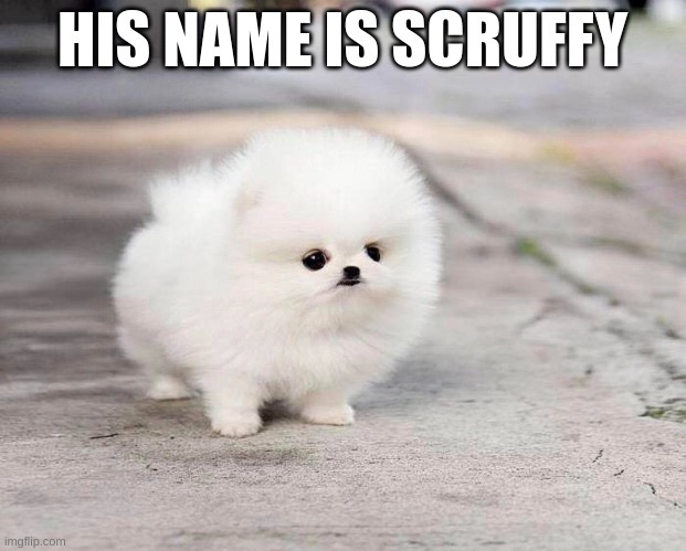 scruffy | HIS NAME IS SCRUFFY | image tagged in dogs | made w/ Imgflip meme maker