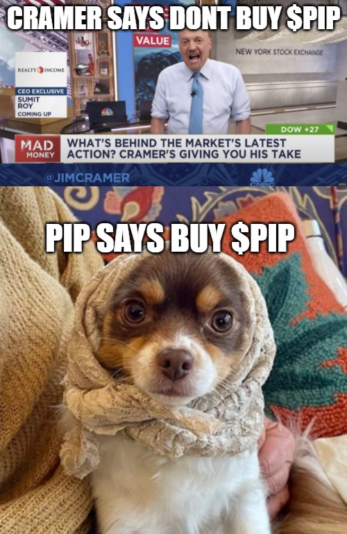 BUY $PIP | CRAMER SAYS DONT BUY $PIP; PIP SAYS BUY $PIP | image tagged in cramer yelling | made w/ Imgflip meme maker