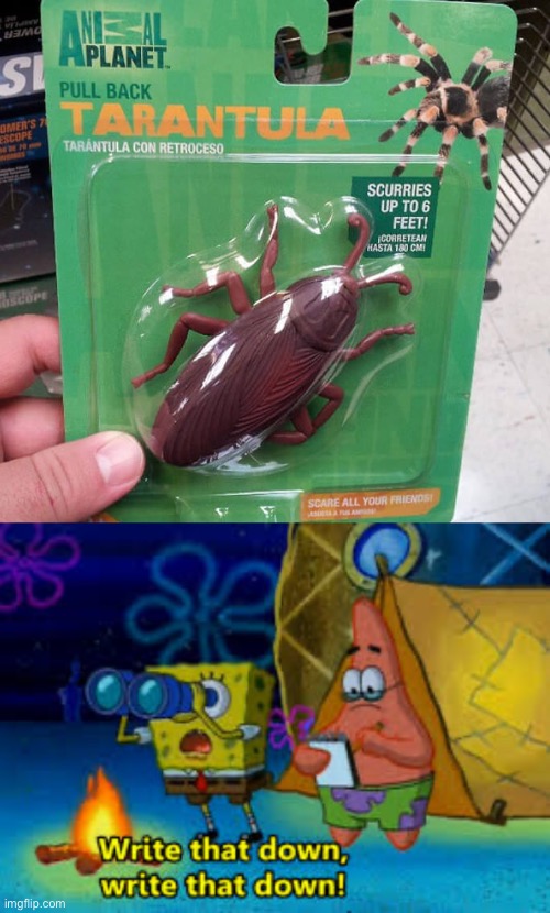 Tarántula evolution? (You had ONE job chapter 11) | image tagged in write that down,you had one job,tarantula,cockroach | made w/ Imgflip meme maker