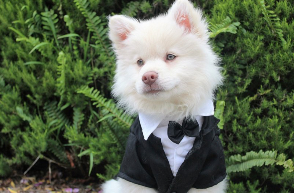 High Quality Dressed dog Blank Meme Template