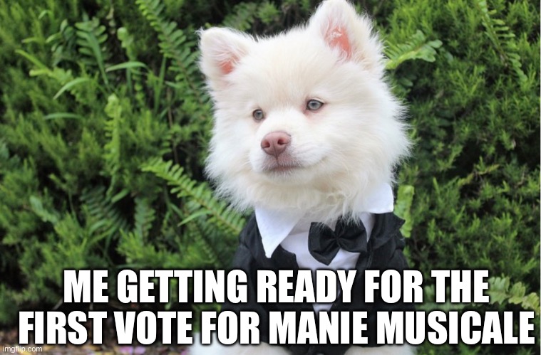 Dressed dog | ME GETTING READY FOR THE FIRST VOTE FOR MANIE MUSICALE | image tagged in dressed dog | made w/ Imgflip meme maker