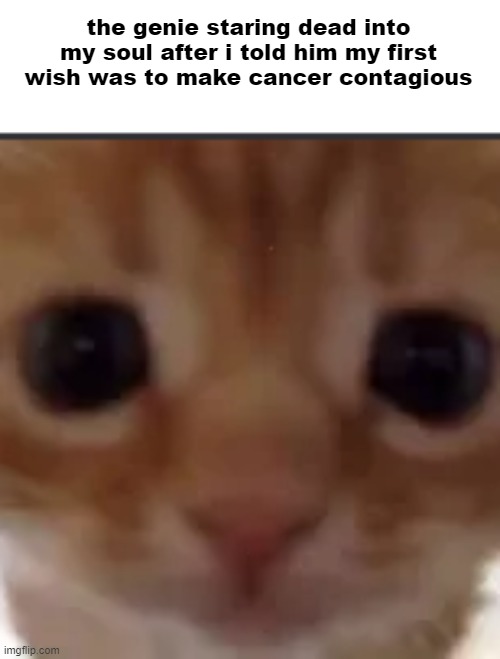 cat | the genie staring dead into my soul after i told him my first wish was to make cancer contagious | image tagged in cat | made w/ Imgflip meme maker