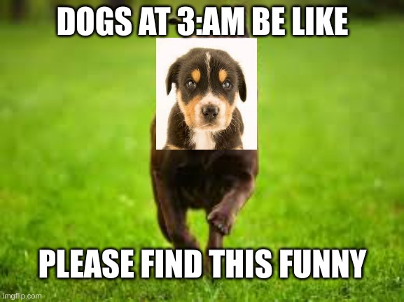 DOGS AT 3:AM BE LIKE; PLEASE FIND THIS FUNNY | made w/ Imgflip meme maker