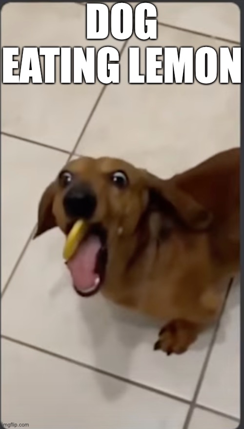 tiudifoiiuy | DOG EATING LEMON | image tagged in memes,funny,dog,lemon | made w/ Imgflip meme maker
