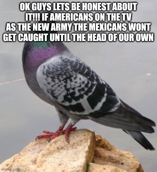 using imgflip with my home WiFi is worse than a nightmare | OK GUYS LETS BE HONEST ABOUT IT!!! IF AMERICANS ON THE TV AS THE NEW ARMY THE MEXICANS WONT GET CAUGHT UNTIL THE HEAD OF OUR OWN | image tagged in pigeon | made w/ Imgflip meme maker