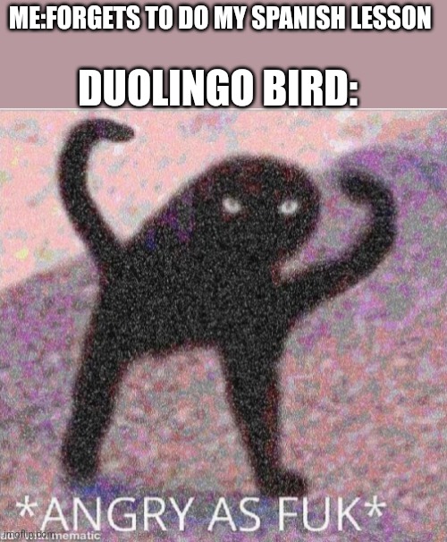 Angery birb | ME:FORGETS TO DO MY SPANISH LESSON; DUOLINGO BIRD: | image tagged in angry as fuk | made w/ Imgflip meme maker