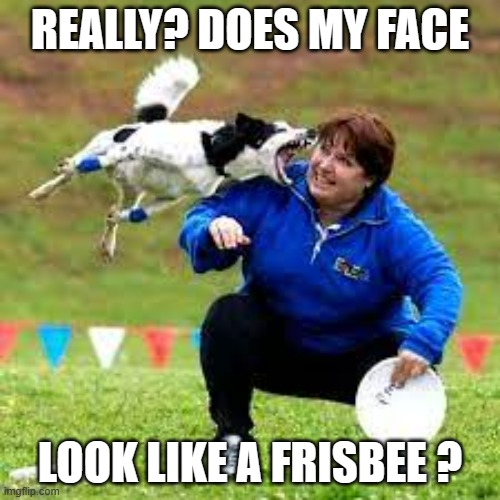 meme by Brad dog catching frisbee | REALLY? DOES MY FACE; LOOK LIKE A FRISBEE ? | image tagged in sports,dogs,funny dogs,frisbee,funny,humor | made w/ Imgflip meme maker