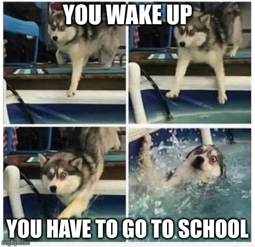 school is the worst | YOU WAKE UP; YOU HAVE TO GO TO SCHOOL | image tagged in dog falling in water,school | made w/ Imgflip meme maker