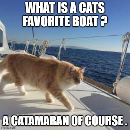 meme by Brad what is a cats favorite boat? | WHAT IS A CATS FAVORITE BOAT ? A CATAMARAN OF COURSE . | image tagged in cats,funny,funny cat memes,boats,humor,funny cats | made w/ Imgflip meme maker