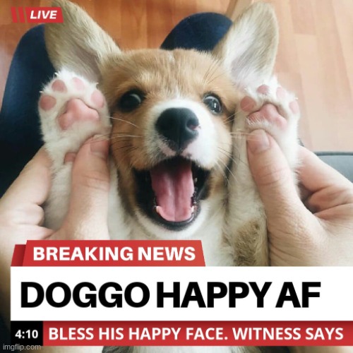 happy happy happy | image tagged in doggo | made w/ Imgflip meme maker