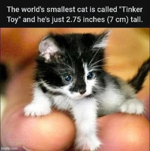 awww | image tagged in awww | made w/ Imgflip meme maker