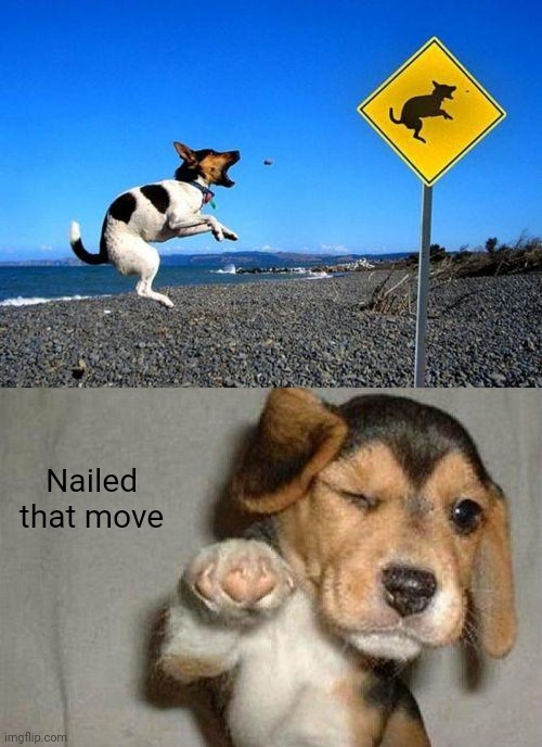 Nailed it dog | Nailed that move | image tagged in awesome dog,photoshop,dogs,dog,sign,dog sign | made w/ Imgflip meme maker