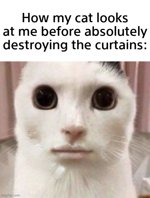They're all ":3" before wrecking the place smh | How my cat looks at me before absolutely destroying the curtains: | image tagged in memes,funny,cats,animals,front page plz | made w/ Imgflip meme maker