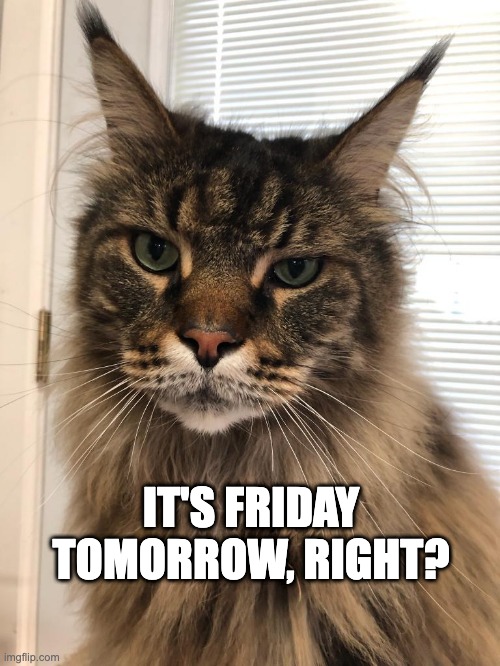Its Friday, right? | IT'S FRIDAY TOMORROW, RIGHT? | image tagged in cat,friday | made w/ Imgflip meme maker