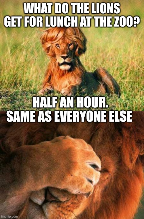 WHAT DO THE LIONS GET FOR LUNCH AT THE ZOO? HALF AN HOUR. SAME AS EVERYONE ELSE | image tagged in funny lion,embarrassed lion | made w/ Imgflip meme maker