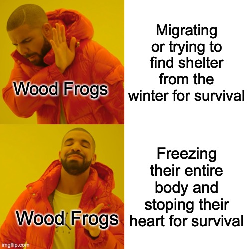 Fr fr no cap | Migrating or trying to find shelter from the winter for survival; Wood Frogs; Freezing their entire body and stoping their heart for survival; Wood Frogs | image tagged in memes,drake hotline bling | made w/ Imgflip meme maker