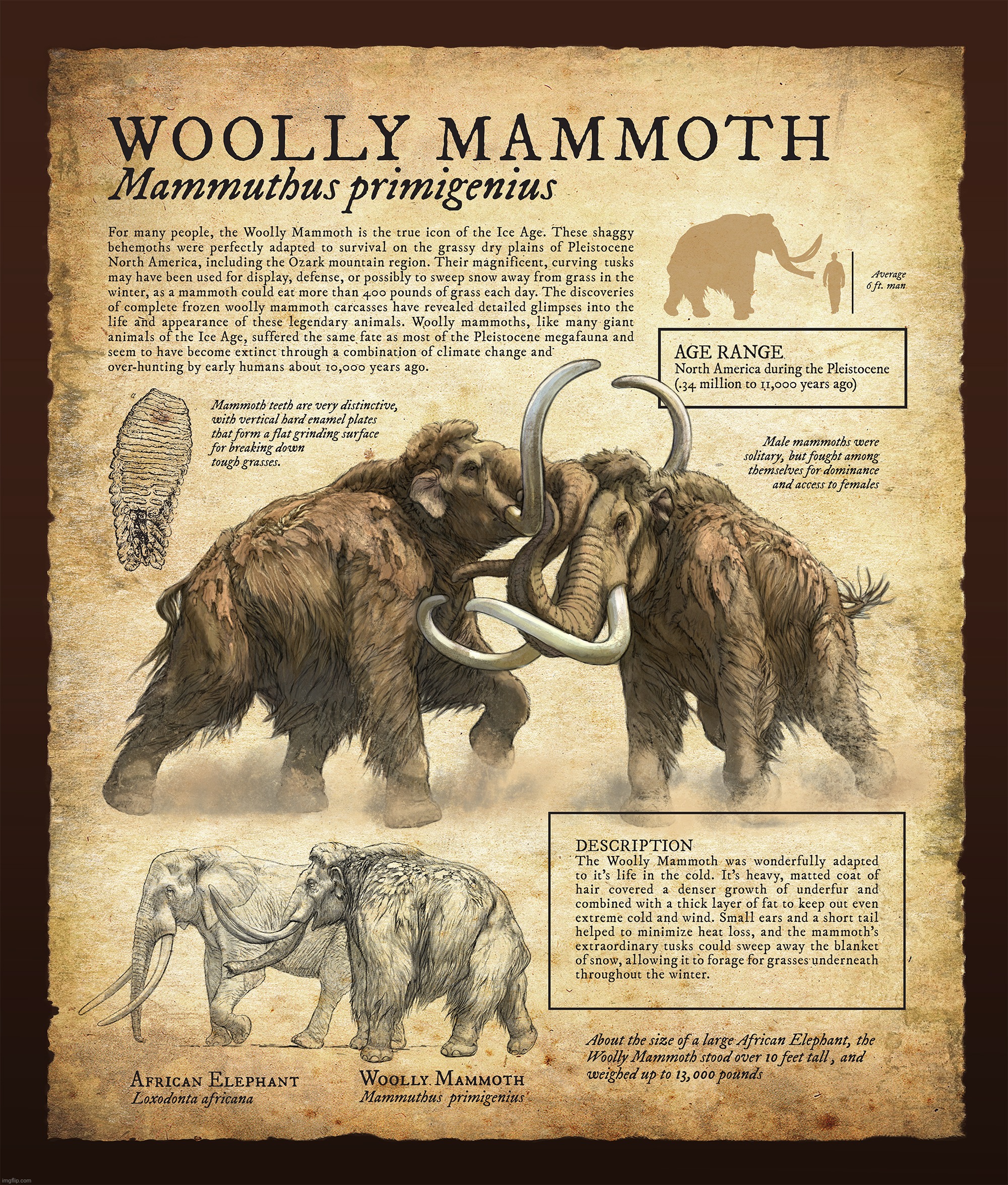 The Ice Age ended 10,000 years ago so Wooly Mammoths starved to death 6000 years later because they had no more ice to eat | image tagged in mammuthus primigenius,woolly mammoth,eaten to extinction,went extinct 4000 years ago | made w/ Imgflip meme maker